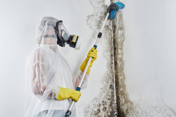 Best Attic Mold Remediation in Lake Monticello, VA