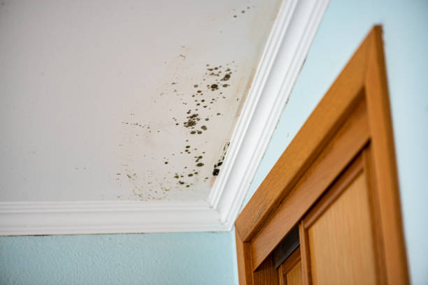 Best Industrial Mold Remediation in Lake Monticello, VA