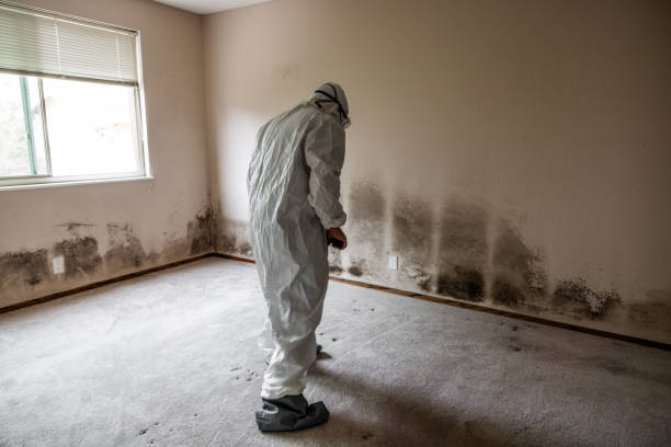 Professional Mold Remediation in Lake Monticello, VA