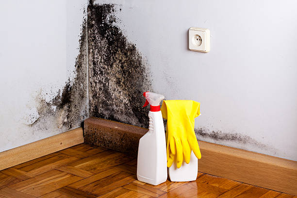 Best Residential Mold Remediation in Lake Monticello, VA