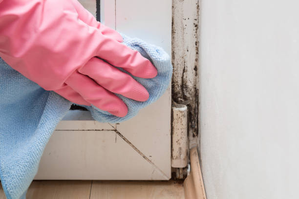 Best Kitchen Mold Remediation in Lake Monticello, VA