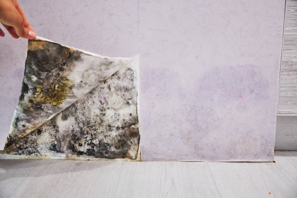 Best Commercial Mold Remediation in Lake Monticello, VA